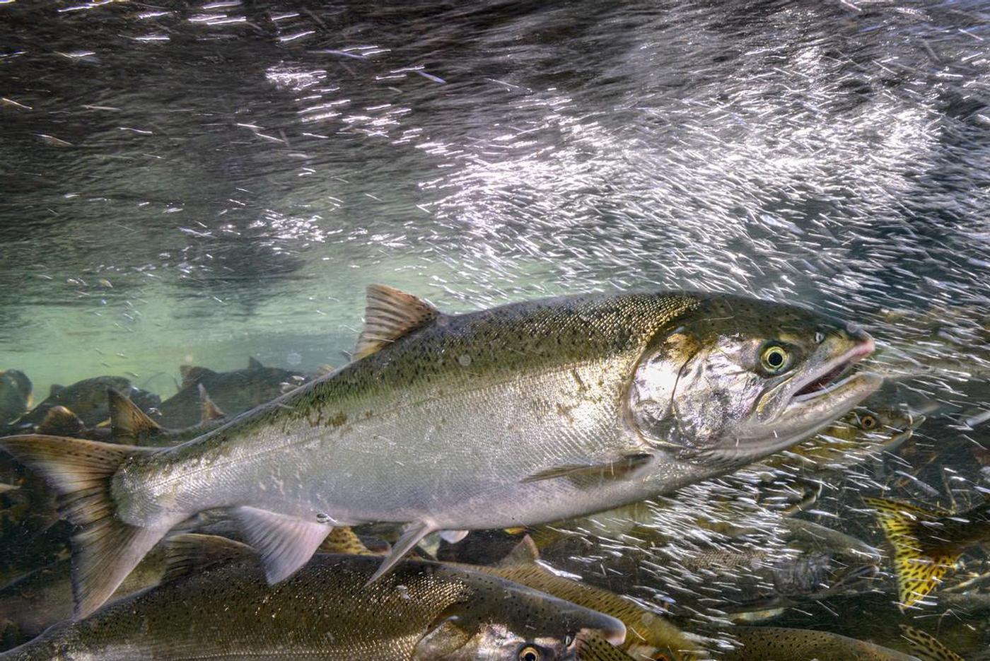 Oncorhynchus kisutch (Walbaum, 1792)